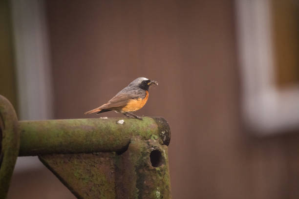 istock A beautiful redstart male sitting on an artificial structure in a backyard in spring. 1208546759