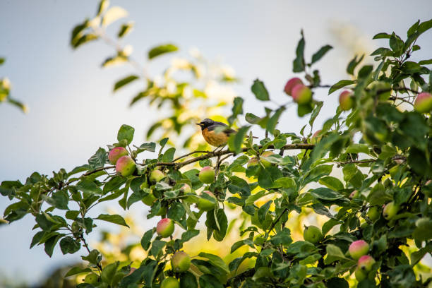 istock A beautiful male redstart sitting in an apple tree in a late summer. 1208546926