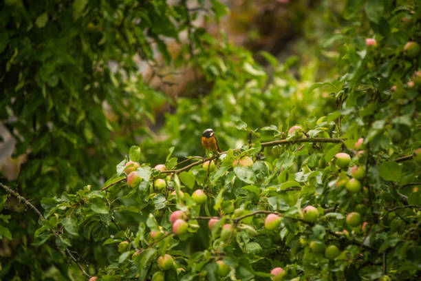 A beautiful male redstart sitting in an apple tree in a late summer. Wild bird getting ready for nesting in a backyard.