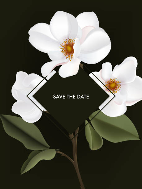 зелень магнолии цветок стебель. ботанический праздник реалистичный характер печати могут быть использованы в качестве поздравительного п - tha stock illustrations