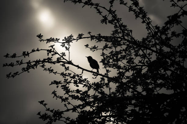 istock A beautiful starling in the spring getting ready for a nesting season. 1208547757