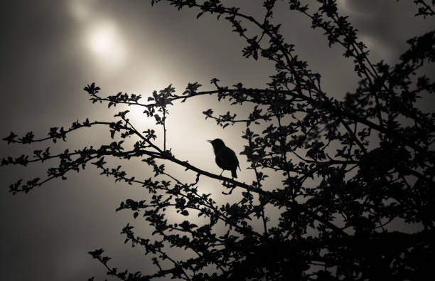 istock A beautiful starling in the spring getting ready for a nesting season. 1208547758
