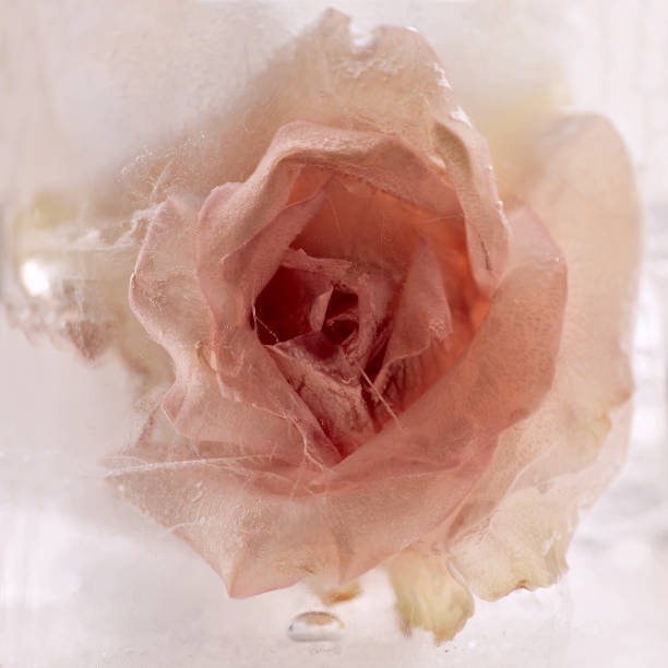 Raindrops on a pink rose