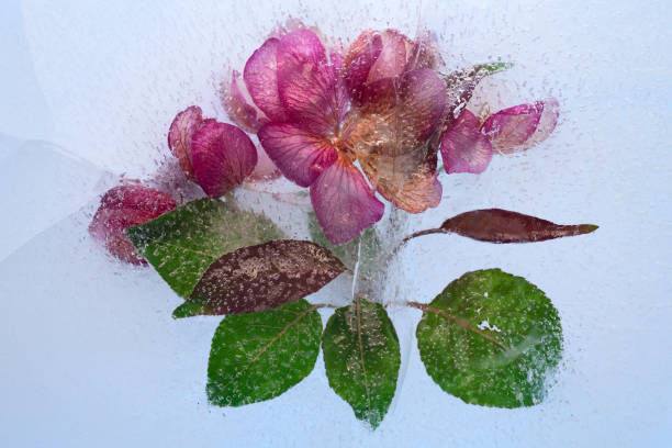 istock Background of branch cherry  flower    in ice   cube with air bubbles. 1208547920