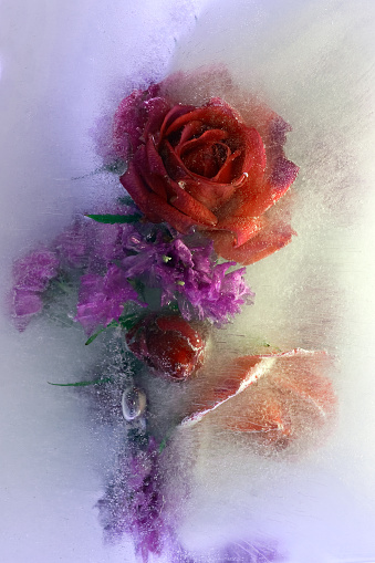 Background of rose  flower    in ice   cube with air bubbles. Flat lay consept for  spring  card.
