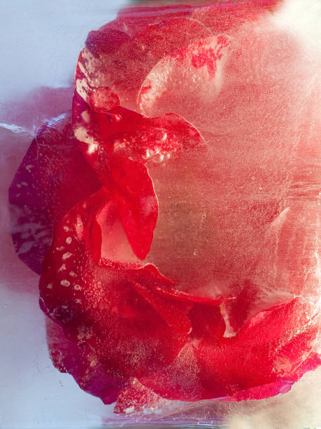 istock Background of rose  flower    in ice   cube with air bubbles. 1208547948