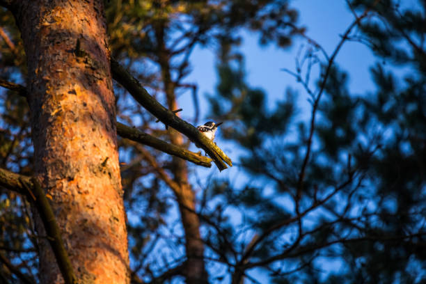 A beautiful, colorful woodpecker feeding in the pine forest. Natural scenery in the woods.