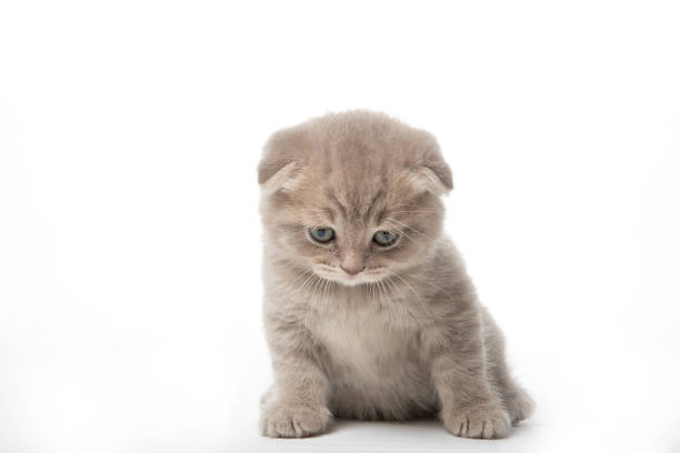 istock Red kitten sitting on a white background isolated 1208548148