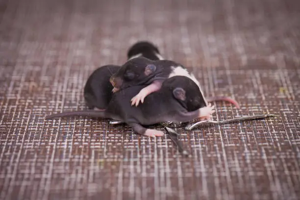 Baby rat family sleep together in a ball. Cute mice