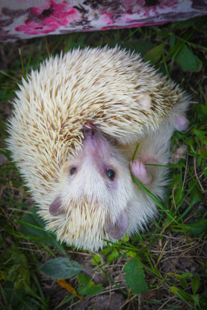 istock Cute little hedgehog curled up 1208548229