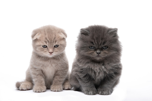Two little kittens on a white isolated background