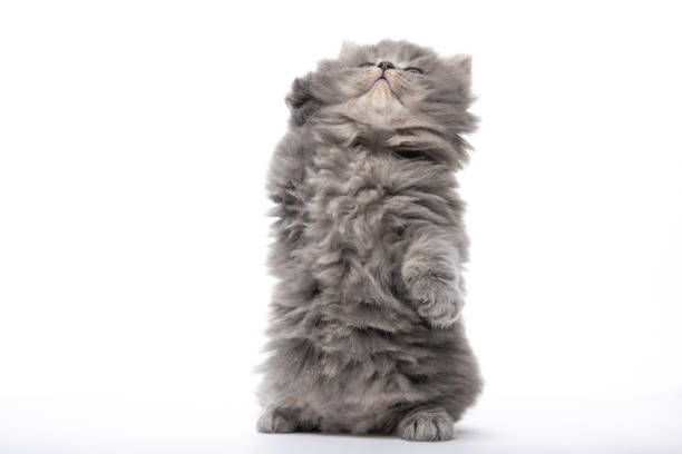 istock Scottish Straight kitten sitting isolated over a white background. 1208548875