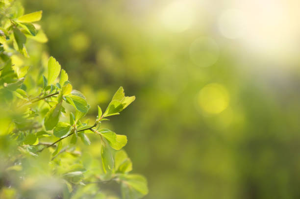 istock Gentle first spring leaves on a decorative bush in the park in the sun. Selective focus. Space for text. Natural green texture. 1208549507