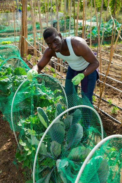 istock African farmer near beds with cabbage 1208551966