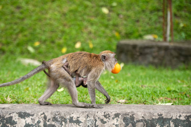 istock Monkey mother and child eating oranges, Malaysia 1208552201