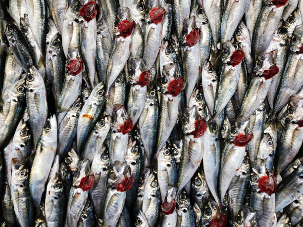 Fresh horse mackerel on a fish market counter. Scad fish is laid out in even beautiful rows.