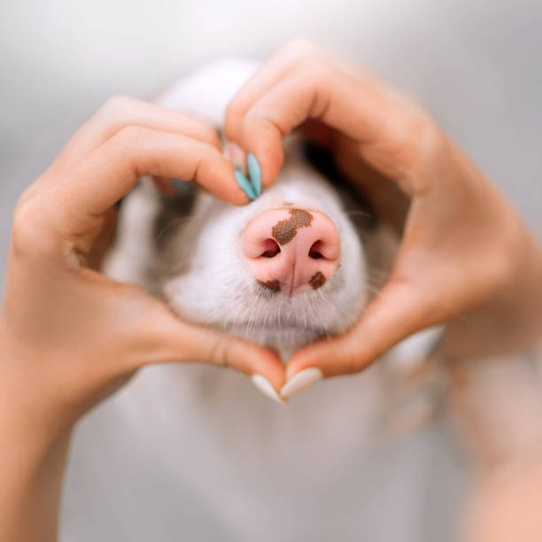 nariz de cão fechar com as mãos do dono em uma forma de coração em torno dele - animal nose - fotografias e filmes do acervo