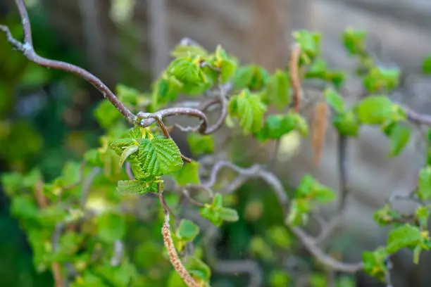 Close up of Twisted hazel leaves