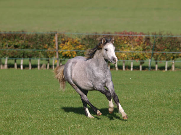 Cantering Pony A young grey Welsh pony plays in a paddock. welsh pony foal stock pictures, royalty-free photos & images