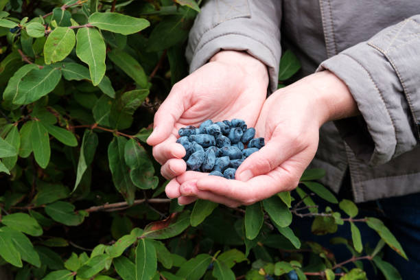 istock in two hands, a black honeysuckle berry is collected 1208555222