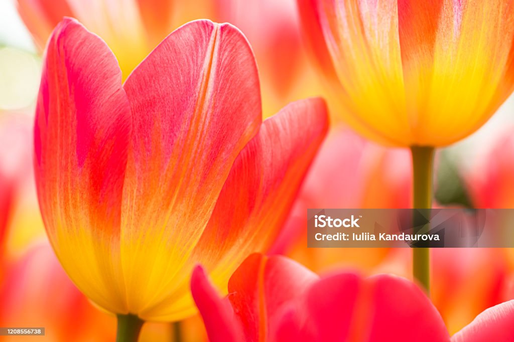 Tulipanes Rosados Y Amarillos Frescos Fondo Floral Para Tarjetas Fondos De Pantalla Macro Foto de stock y más banco de imágenes de Flor - iStock Tulipanes Rosados Y Amarillos Frescos Fondo Floral Para Tarjetas Fondos De Pantalla Macro Foto de stock y más banco de imágenes de Flor - iStock