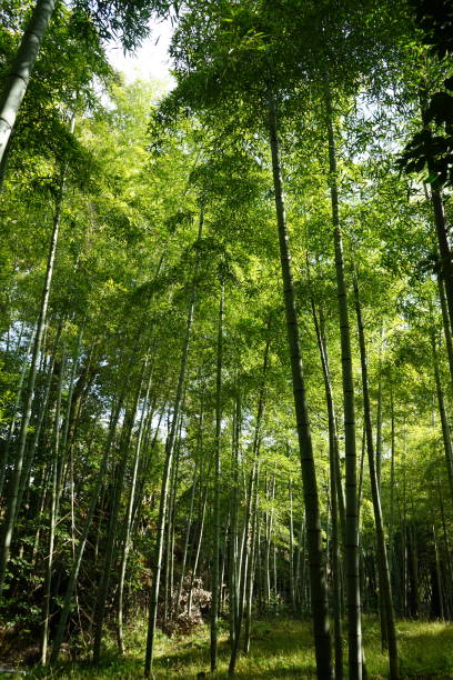 istock Bamboo grove in Japan 1208556817