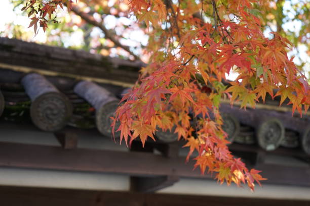 istock Autumn maple leaves in Japan 1208556877