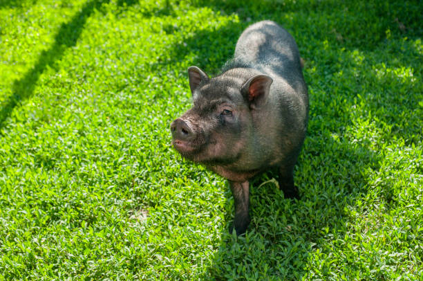 Cute vietnamese pig on a green pasture. Domestic animal at the farm Cute vietnamese pig on a green pasture. Domestic animal at the farm fat ugly face stock pictures, royalty-free photos & images