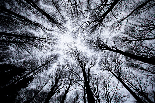 Forest in Winter From Directly Below.