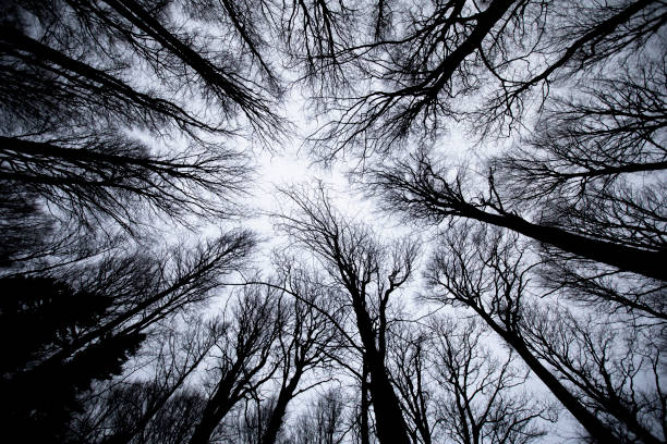 Forest in Winter From Directly Below stock photo