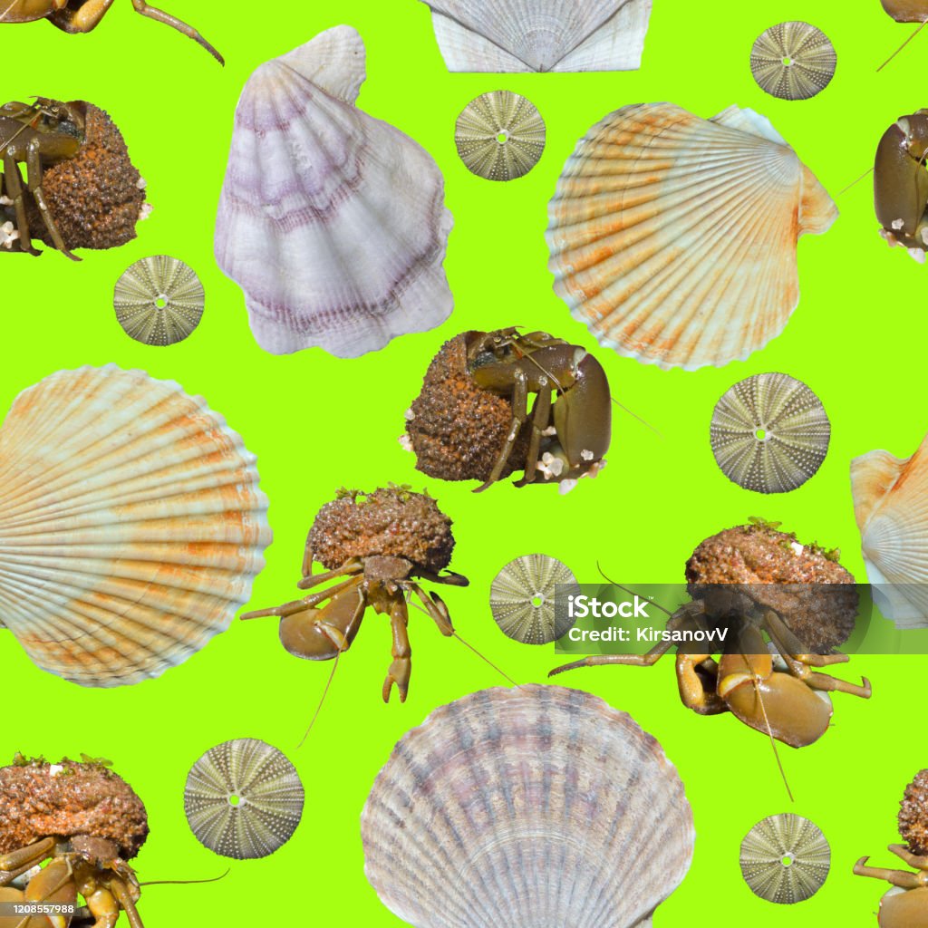 Sea Invertebrate Animals Seamless Pattern Stock Photo - Download Image Now - Animal, Animal Shell, Animal Wildlife - iStock Sea Invertebrate Animals Seamless Pattern Stock Photo - Download Image Now - Animal, Animal Shell, Animal Wildlife - iStock