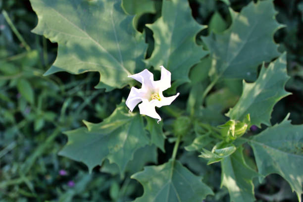 White Datura Flower White Datura Flower (datura stramonium) morning glory photos stock pictures, royalty-free photos & images