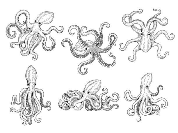 illustrazioni stock, clip art, cartoni animati e icone di tendenza di polpo. l'oceano pesca il grande mostro sottomarino wild squid vector disegnato a mano modello di tatuaggio marino - octopus tentacle isolated white