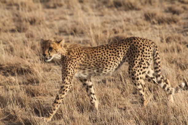 istock Hunting Cheetah walking left Near View 1208559512