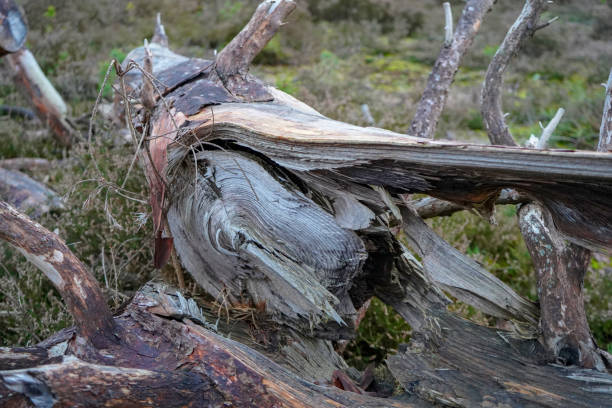 istock Close up of a rotting fallen tree 1208560837