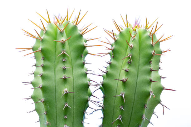 istock close up of cactus isolated on white 1208562232