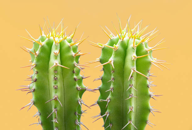 istock Cacti colorful fashionable mood. 1208562247