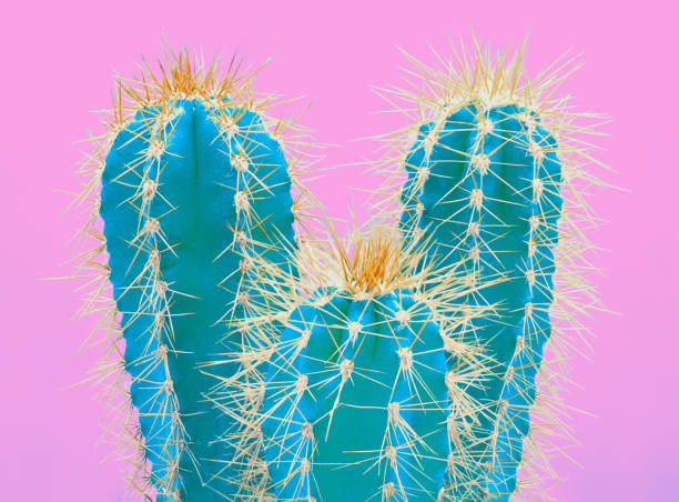 istock Cacti colorful fashionable mood. 1208562258