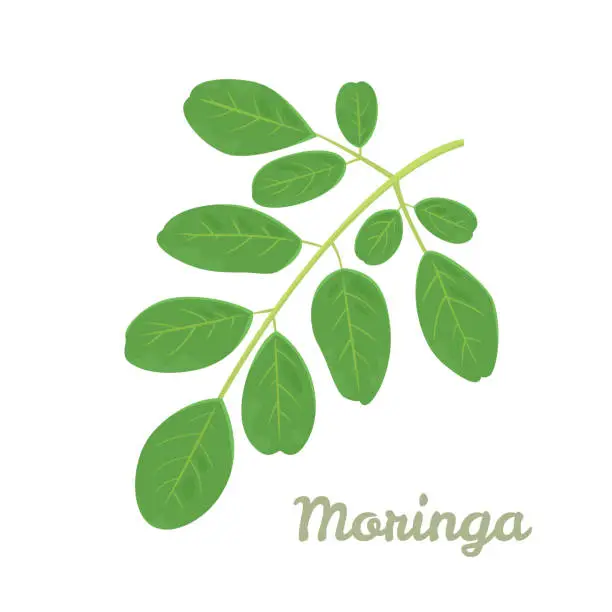 Vector illustration of Moringa oleifera leaves Isolated on white background. Vector illustration of green moringa branch in cartoon flat style. Superfood icon.