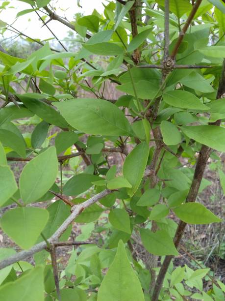 istock aegle marmelos leaves and fork 1208563922