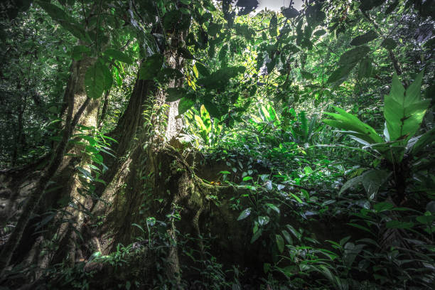 istock Tropical rain forest, Cerro Chato, Costa Rica 1208564536