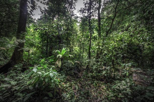 istock Tropical rain forest, Cerro Chato, Costa Rica 1208564981