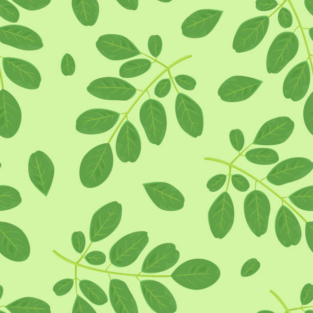 Branches with green leaves seamless pattern. Botanical, floral background. Moringa plant leaf vector illustration in cartoon flat style. Branches with green leaves seamless pattern. Botanical, floral background. Moringa plant leaf vector illustration in cartoon flat style. vector food branch twig stock illustrations