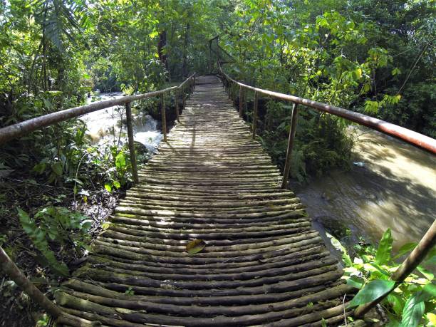 istock rainforest river bridge made of wood 1208565199