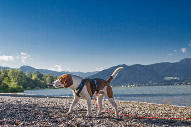 Beaglerüde walks on the pebble beach of Lake Tegernsee