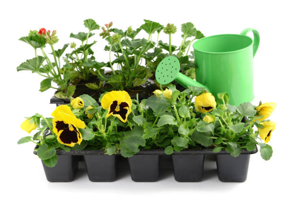 istock Yellow pansy flowers in a tray box. water can 1208567399