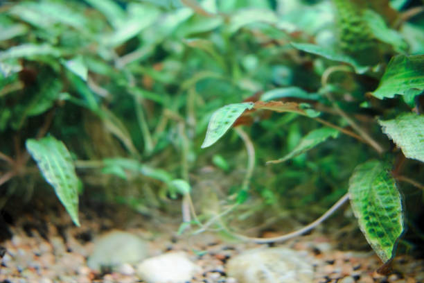 istock Algae at the bottom of the aquarium, close-up 1208567401