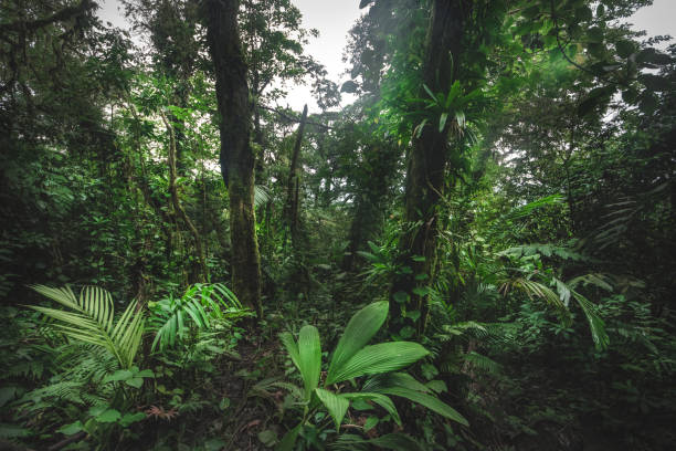 istock Tropical rain forest, Cerro Chato, Costa Rica 1208567449