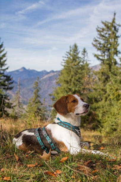istock Beagle on a hike on the Trainsjoch 1208567478