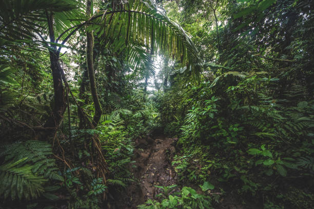 istock Tropical rain forest, Cerro Chato, Costa Rica 1208567501